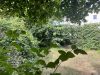 Garten2